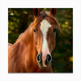 Horse Portrait Canvas Print