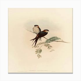 Two Swallows Perched On A Branch Canvas Print