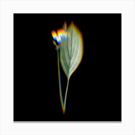 Prism Shift Bulltongue Arrowhead Botanical Illustration on Black n.0404 Canvas Print