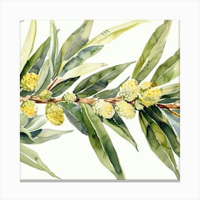 Eucalyptus Branch 1 Canvas Print