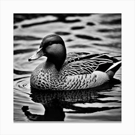 Female Brown Mallard Duck Floating Black And White Canvas Print