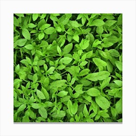 Background Of Green Leaves Canvas Print
