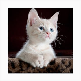 White Kitten With Blue Eyes Canvas Print