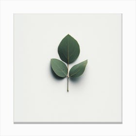 Eucalyptus Leaf 4 Canvas Print