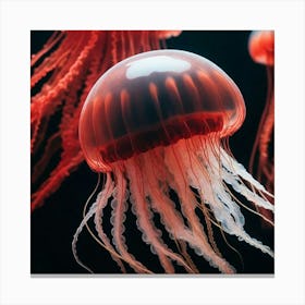 Jellyfish 1 Canvas Print