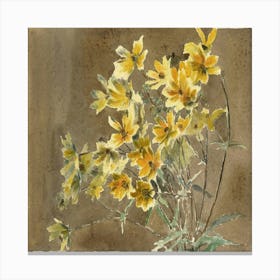 Yellow Cosmos 1 Canvas Print