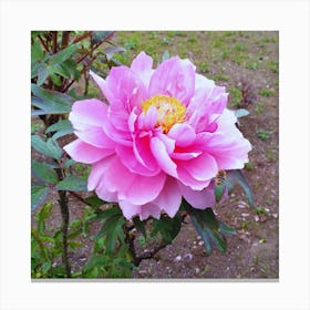 Peony in Japan 25 Canvas Print