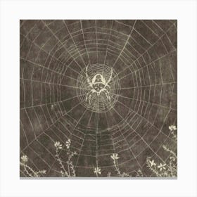 Spider Web Canvas Print