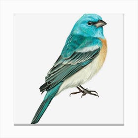 Lazuli Bunting Bird Canvas Print