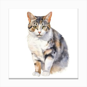 American Wirehair Shorthair Cat Portrait 3 Canvas Print