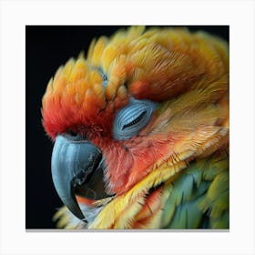 Colorful Parrot 20 Canvas Print