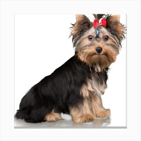 Yorkshire Terrier Canvas Print