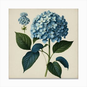 With Hydrangea Blue Botanical Illustration Canvas Print