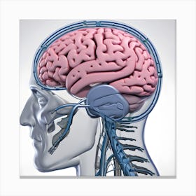 3d Render Of A Medical Image Of A Male Figure With Brain Highlighted (1) 1 Canvas Print