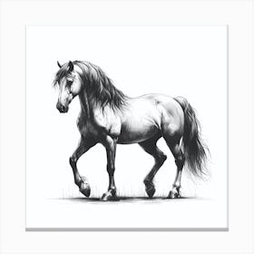 Horse In Black And White Canvas Print