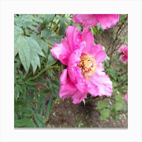 Pink Peonies in Japan Canvas Print