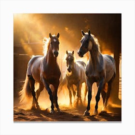 Arabian Horses With Sunlight 2 Canvas Print