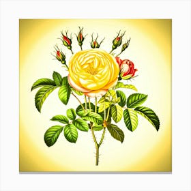 Yellow Rose Canvas Print