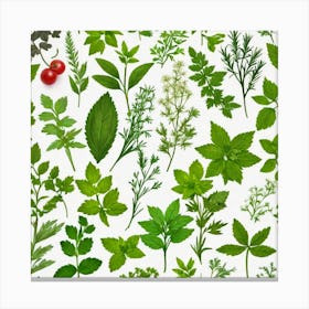 Seamless Pattern Of Herbs 5 Canvas Print