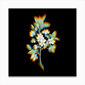 Prism Shift White Plum Flower Botanical Illustration on Black n.0344 Canvas Print