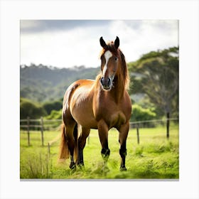 Horse Standing In A Field 2 Canvas Print