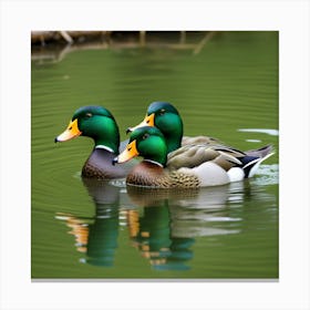 Trio De Patos Cabeza Verde Canvas Print