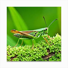 Grasshopper 87 Canvas Print