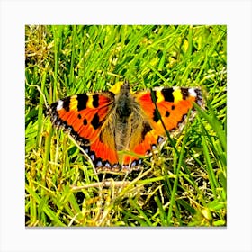 Tortoiseshell Butterfly Canvas Print