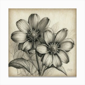 Two Flowers In Black And White Canvas Print