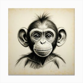 Chimpanzee 7 Canvas Print