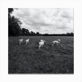 Sheep In A Field Canvas Print