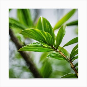 Raindrops On A Leaf Canvas Print