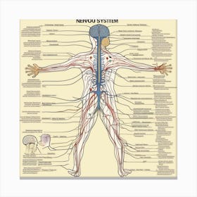Nervous System 1 Canvas Print