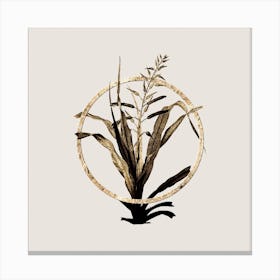 Gold Ring Pitcairnia Bromeliaefolia Glitter Botanical Illustration Canvas Print
