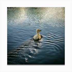 Swan In The Water Canvas Print