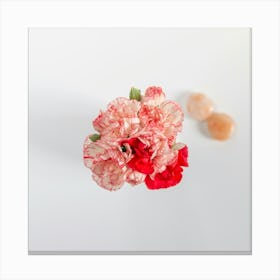 Carnations Botanical Photography Canvas Print