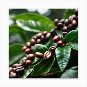 Coffee Beans On A Tree 23 Canvas Print