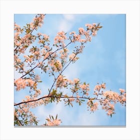 Cherry Blossoms On A Tree Canvas Print