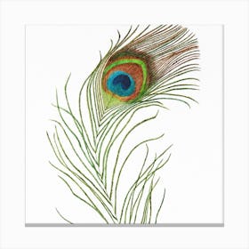 Peacock Feather Canvas Print