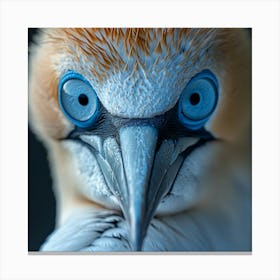 Blue Eyed Gannet Canvas Print