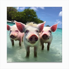 Pigs On The Beach Canvas Print