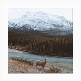 Goat By The Hill In The Forest Canvas Print
