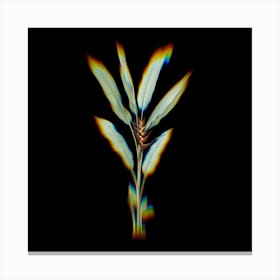 Prism Shift Parrot Heliconia Botanical Illustration on Black Canvas Print