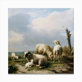 Sheeps 4 Canvas Print