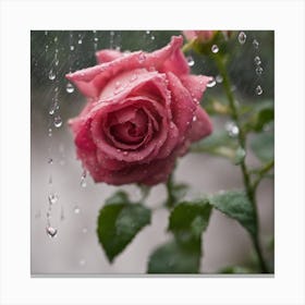 Raindrops On A Rose 1 Canvas Print