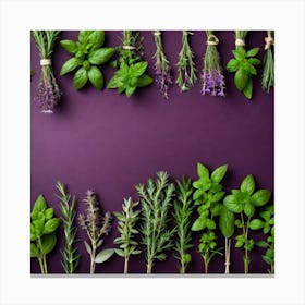 Fresh Herbs On Purple Background Canvas Print