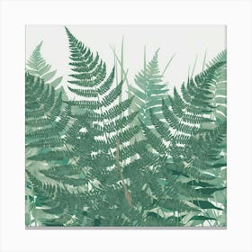 Ferns 22 Canvas Print