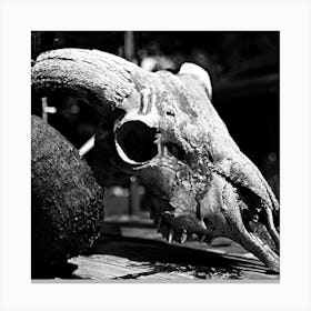 Black And White Cow Skull Canvas Print
