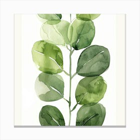 Eucalyptus Leaf Canvas Print