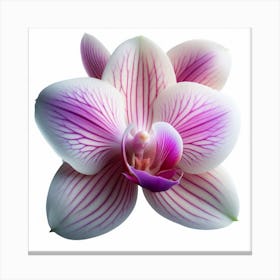 Dendrobium Orchid 1 Canvas Print